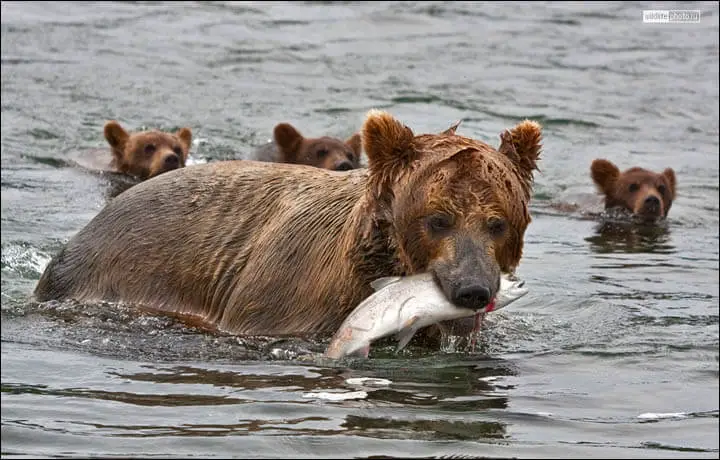 Bear with Fish in the Wild
