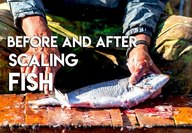 Before and After Scaling Fish