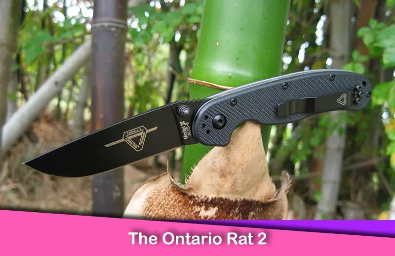 The Ontario Rat 2